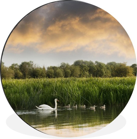 WallCircle - Cercle Mural - Cercle Mural - Cygnes - Water - Herbe - Aluminium - Dibond - 30x30 cm - Intérieur et Extérieur