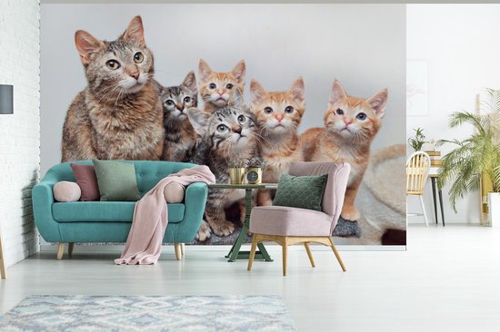 Papier peint photo peint photo vinyle - Chatons curieux largeur 330 cm x hauteur 220 cm - Tirage photo sur papier peint (disponible en 7 tailles)