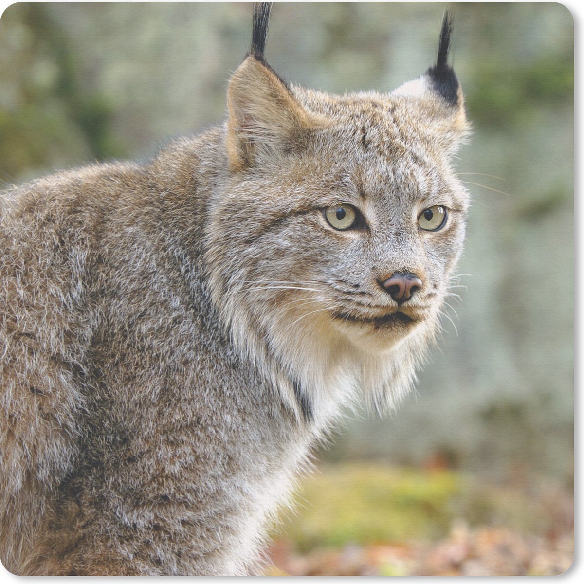 Muismat 20x20 cm - Mousepad Lynx - Bos - Grijs - Muismatten