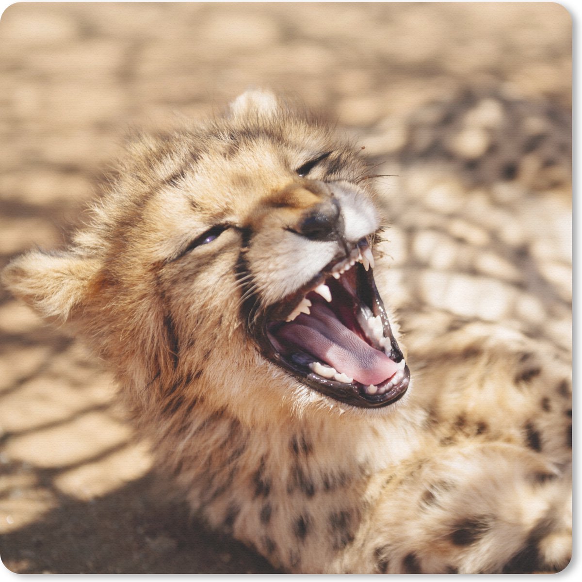 Muismat 30x30 cm - Mousepad Cheetah - Dier - Close up - Muismatten
