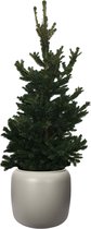 ELHO ® Pure Beads Small Ø 40 (Balanced Beige) met Picea abies Will's Zwerg – ? 90cm – ? 39,2cm