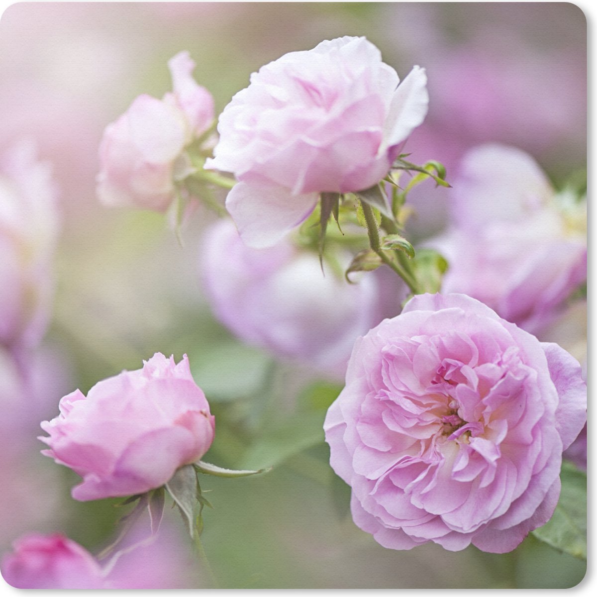 Muismat 30x30 cm - Mousepad Planten van roze rozen groeien in de natuur - Muismatten