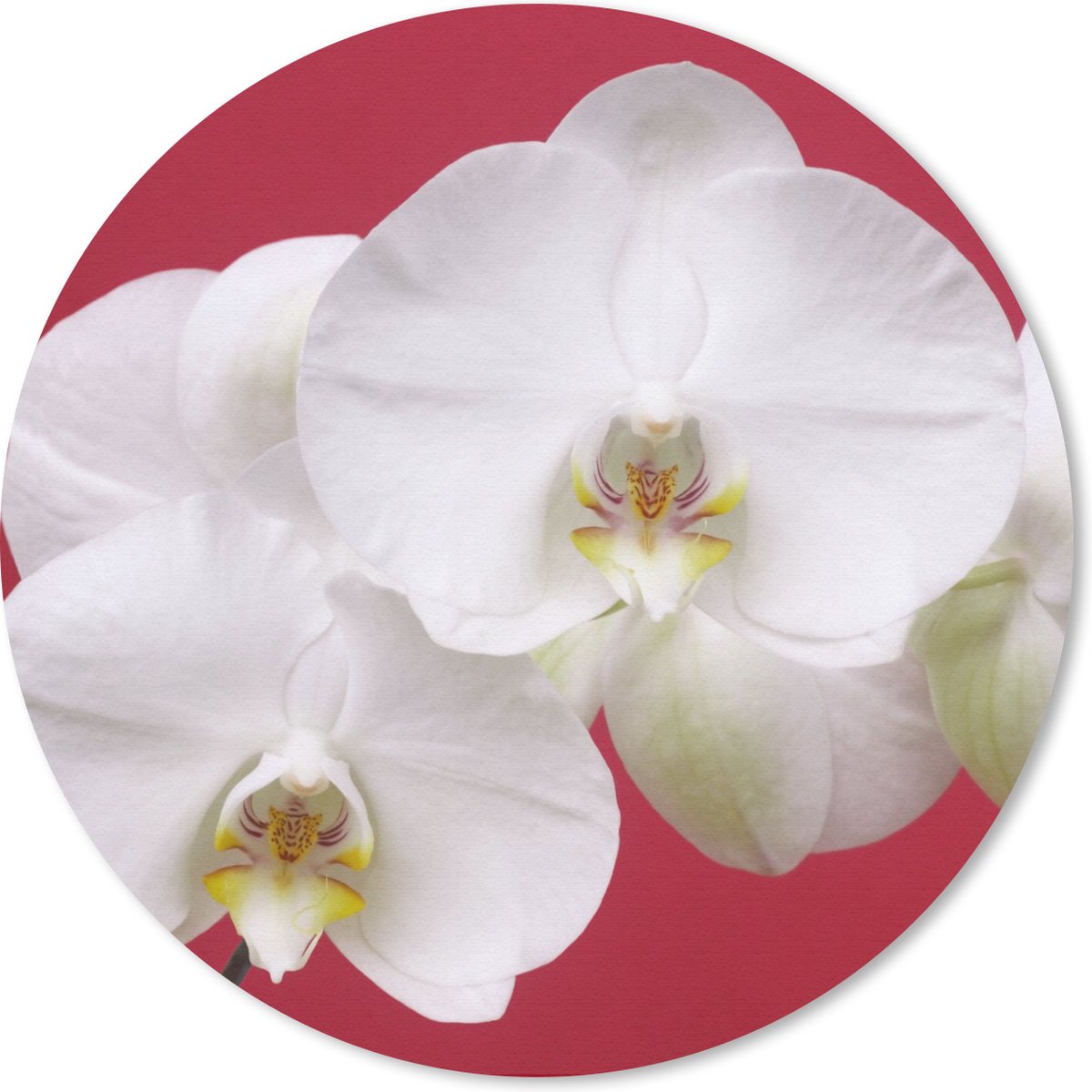 Muismat rond 40x40 cm - Mousepad Witte orchidee op rood - Ronde muismatten