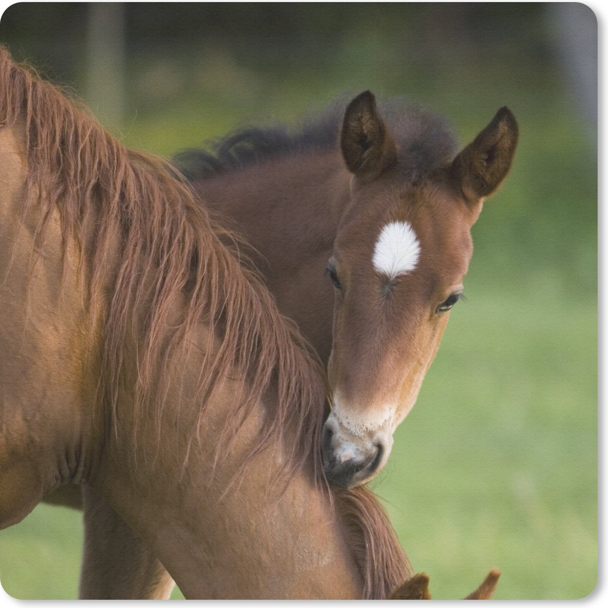 Muismat 20x20 cm - Mousepad Paarden - Gras - Portret - Muismatten