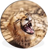 WallCircle - Wandcirkel - Muurcirkel - Cheetah - Dier - Close up - Aluminium - Dibond - ⌀ 90 cm - Binnen en Buiten