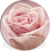 Cercle mural - Cercle mural - Gouttes de rosée sur une seule rose rose - Aluminium - ⌀ 120 cm - Intérieur et Extérieur XXL