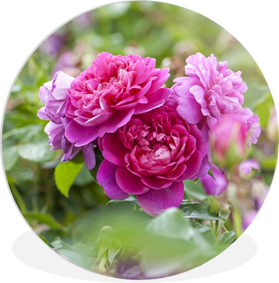 Wall Circle - Wall Circle Indoor - Des roses roses poussent à l'air libre - ⌀ 30 cm - Décoration murale - Peintures Ronds