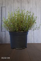 20 stuks | Thymus officinalis Pot 15-20 cm | Standplaats: Half-schaduw   | Latijnse naam: Thymus serpyllum