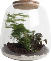 Hellogreen Kamerplant - Ecosysteem Green Feathers - Asparagus Plumosos, Peperomia Picollo en Sedum Tornado - 25 cm