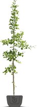 Japanse notenboom | Ginkgo biloba | Stamomtrek: 4-6 cm