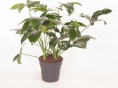Kamerplant van Botanicly – Philodendron Green Wonder – Hoogte: 95 cm