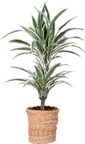 Kamerplant van Botanicly – Drakenboom incl. rotan sierpot als set – Hoogte: 70 cm – Dracaena derem. White Stripe