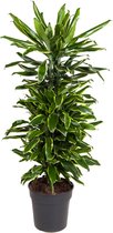 Kamerplant van Botanicly – Drakenboom – Hoogte: 110 cm – Dracaena Golden Coast