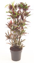 Kamerplant van Botanicly – Croton – Hoogte: 130 cm – Codiaeum variegatum Mammi