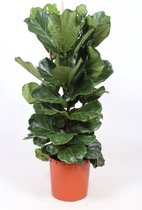 Kamerplant van Botanicly – Vioolplant  – Hoogte: 119 cm – Ficus Lyrata