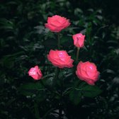 Solar tuinverlichting - Grafdecoratie - Led bloemen roze