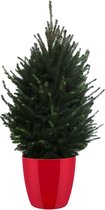 Hellogreen Kamerplant - Echte Kleine Kerstboom - Picea Glauca - 130 cm - ELHO Brussels Diamond Red