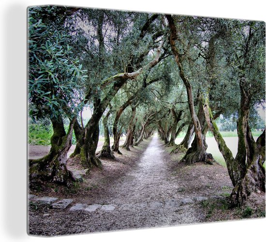 Canvas Schilderij Het pad tussen de olijfbomen - 120x90 cm - Wanddecoratie