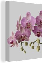 Canvas Schilderij Orchideeën op grijze achtergrond - 60x80 cm - Wanddecoratie