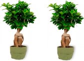 2x Kamerplant Ficus Ginseng - Bonsai - ± 30cm hoog - 12cm diameter - in groene sierzak