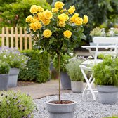 Stamroos Rosa 'Friesia' geel - Rozen - Bare rooted - Winterhard - ↑ 60-80 cm