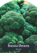 Groentezaden - Broccoli - Brassica Oleracea - Inclusief Handleiding