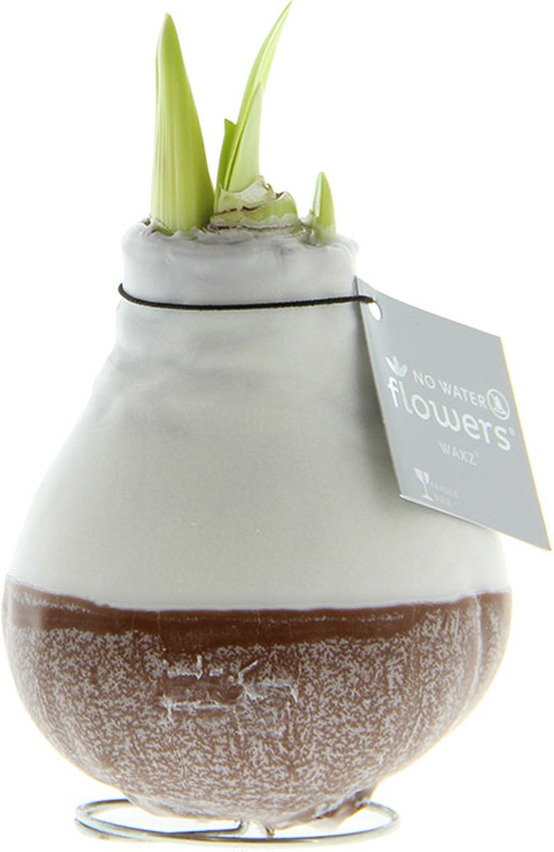 Wax Amaryllis Dipz Bruin | Prachtige Wax Amaryllis voor in huis | Rood