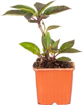 Hydrangea Paniculata 'Polestar'® - Hortensia - Buitenplant - Winterhard - ⌀9 cm - ↕25-35 cm