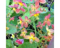 6x Epimedium warleyense - Elfenbloem - Pot 9x9 cm