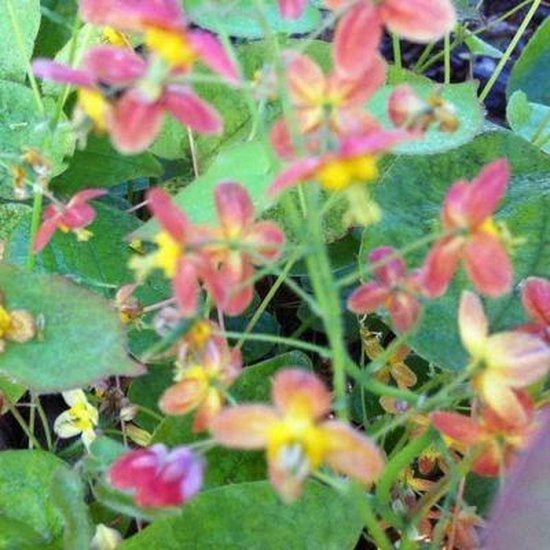 6x Epimedium warleyense - Elfenbloem - Pot 9x9 cm