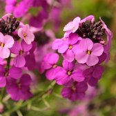 6x Erysimum ‘Constant Cheer’ - Steenraket - Pot 9x9 cm