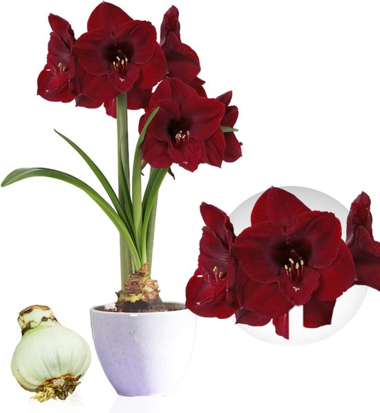 Bulbes hollandais Amaryllis Bulb - Benfica - Bulbes de fleurs - 1 pièce - Rouge - Bulbes à Bloem - No fleur Water