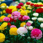 Ranonkel Bloembollen Winterhard - Mix van 5 kleuren - Ranunculus - 50 stuks - Meerkleurig - Bloem bollen