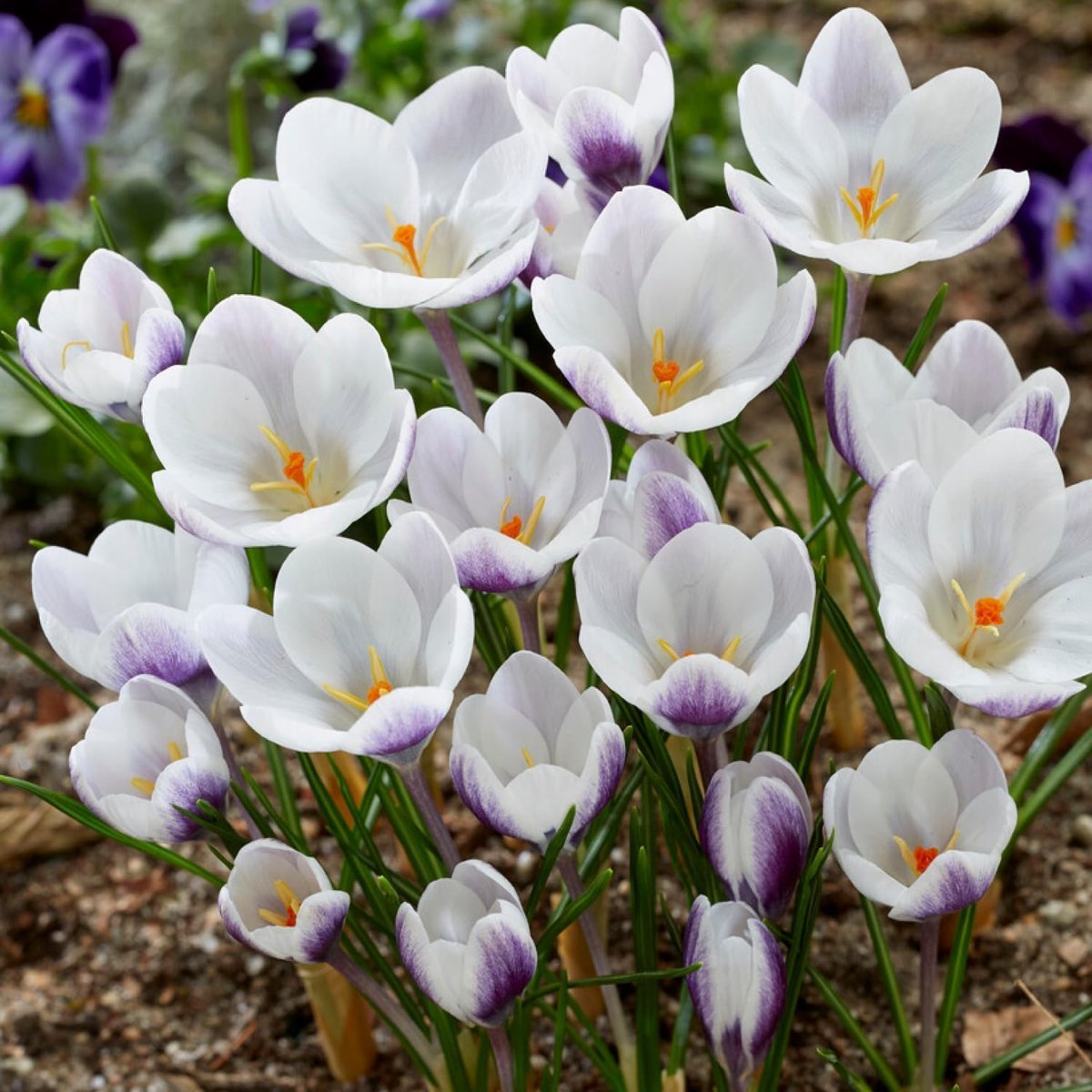 Krokussen Bloembollen Winterhard - Crocus - Prins Claus - 50 stuks - Wit - Bloem bollen - Meerjarig Mix