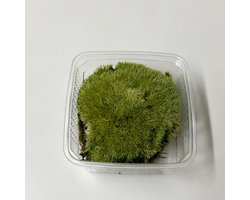 JUNAVERA Speciaal Fijn Mos Bol - Zilvergroen - In Bakje +- 50 gram