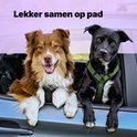 Twee honden kijken uit autovenster. Bruine hond met groen tuigje, zwarte hond met groen tuigje.