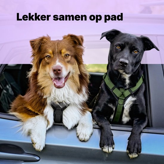 Twee honden kijken uit autovenster. Bruine hond met groen tuigje, zwarte hond met groen tuigje.