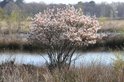 Krentenboompje met witte bloesem in de lente, in een natuurlijke omgeving bij water.