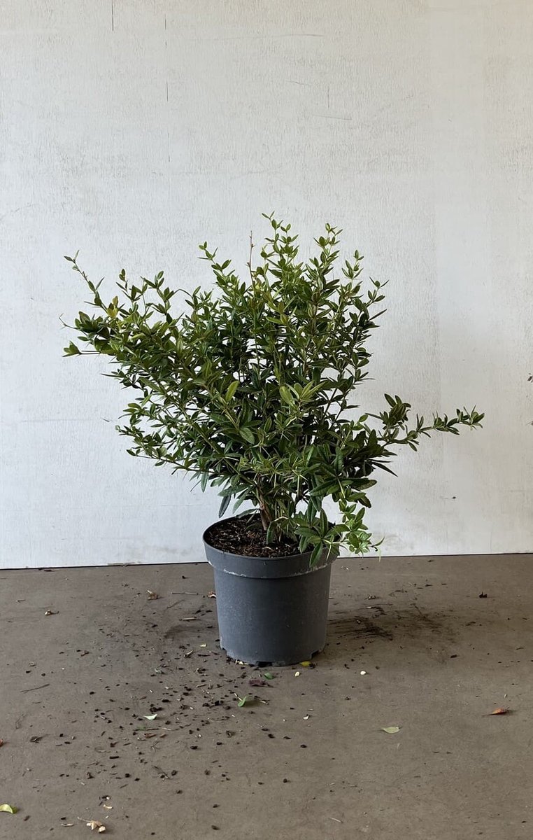 Zuurbes 30-50 cm (in pot) - Berberis julianae - Ø26 cm - natuurlijke bescherming dankzij doorns - siert met bessen - onderhoudsarm