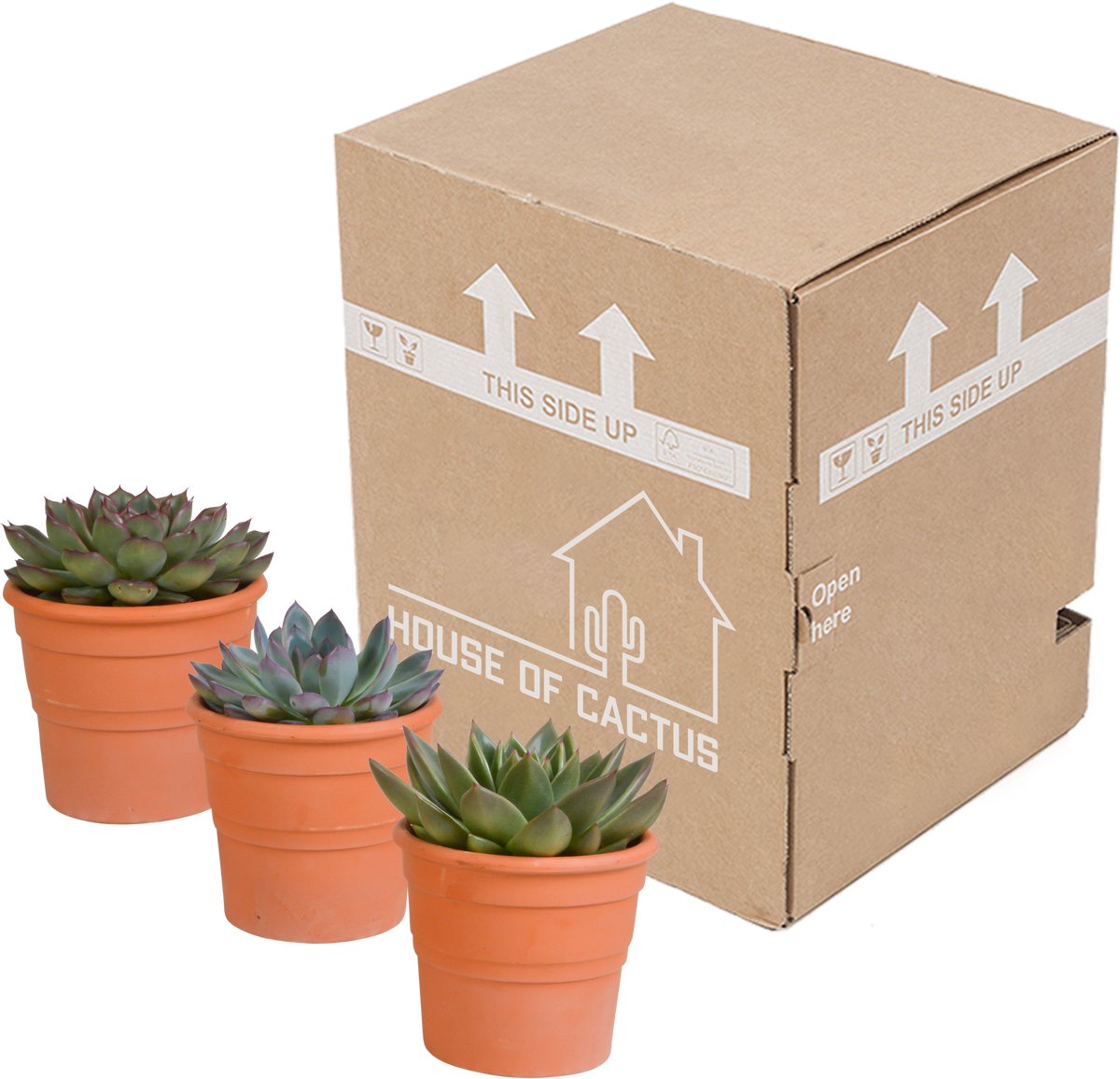 Echeveria mix 10.5 cm in terracotta pot | 3 stuks