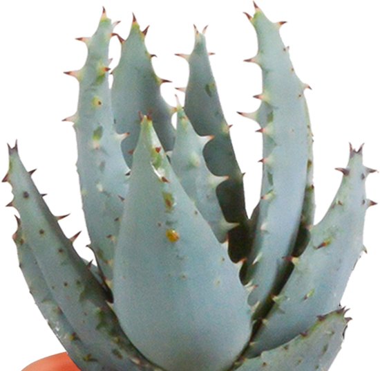 Megamix 15 pièces - Cactus et succulentes 5,5 cm en pot mexicain
