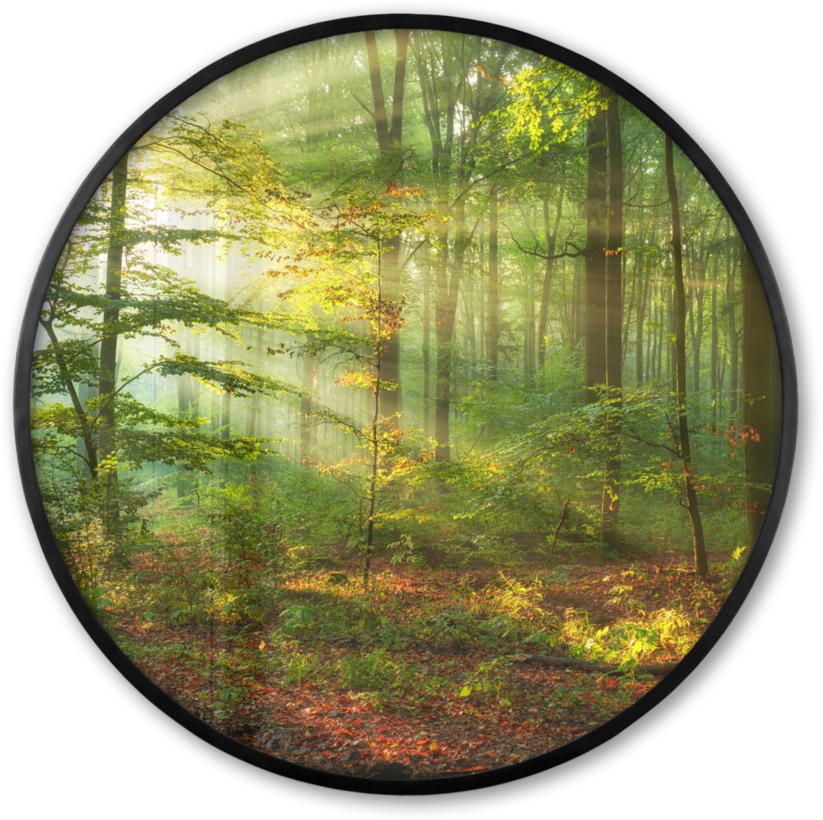 FrameYourWall Poster in lijst Rond - Fotolijst 60x60 cm - Posters - Zon - Bos - Bomen - Natuur - Herfst - Ronde posterlijst zwart - Decoratie - Wanddecoratie woonkamer - Muurdecoratie slaapkamer Groen