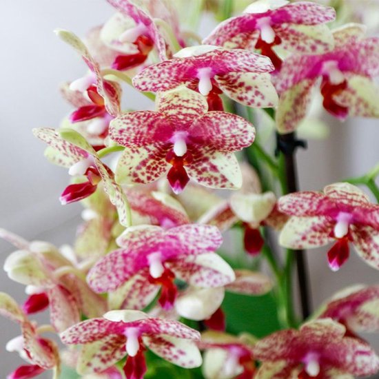 Lichtgele orchidee met roze spikkels en een witte lip.
