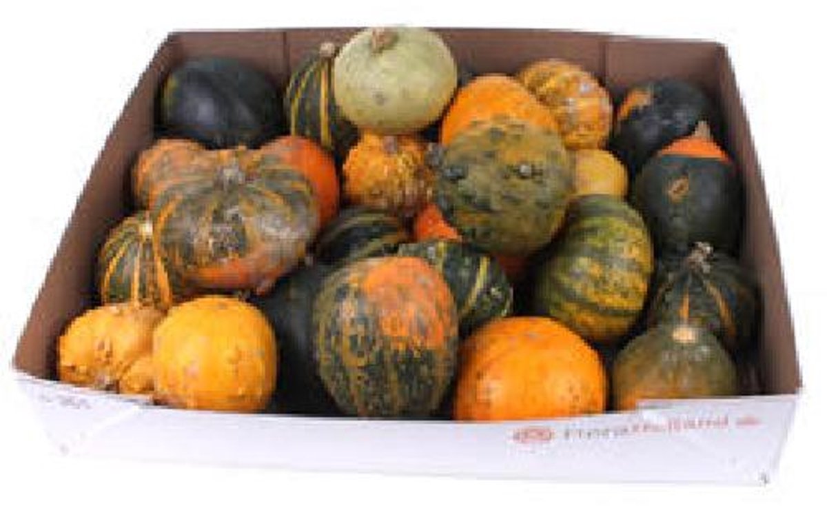 40x Sf cucurbita pepo mix var.