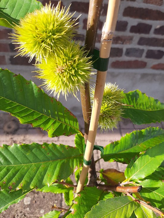 Close-up van jonge, stekelige kastanjes aan een tak met groene bladeren. De tak wordt ondersteund door bamboestokken.