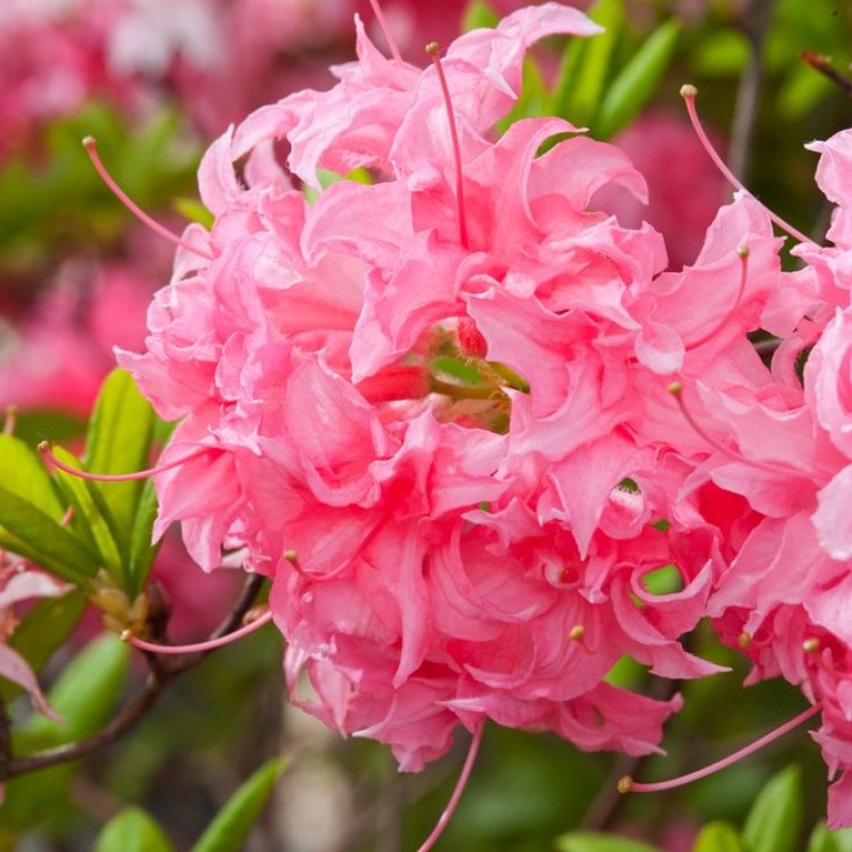 Plants Online BV - Planten - Tuinplanten - Heesters - Set van 1 - Rhododendron (AK) 'Homebush'