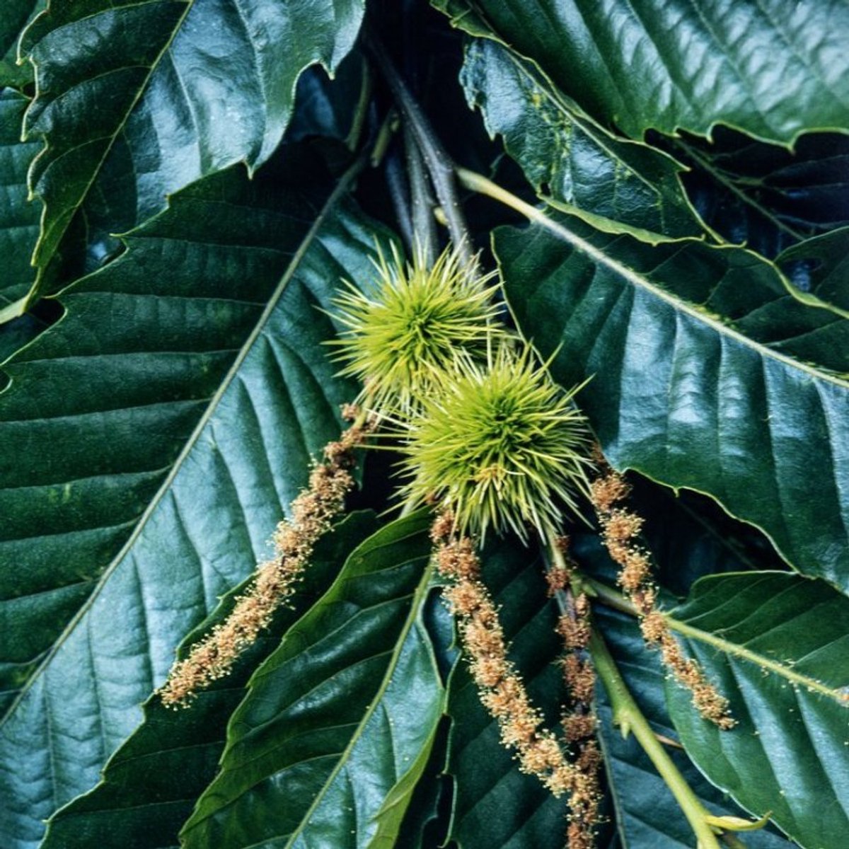 Plants Online BV - Planten - Tuinplanten - Bomen - Set van 1 - Tamme kastanje