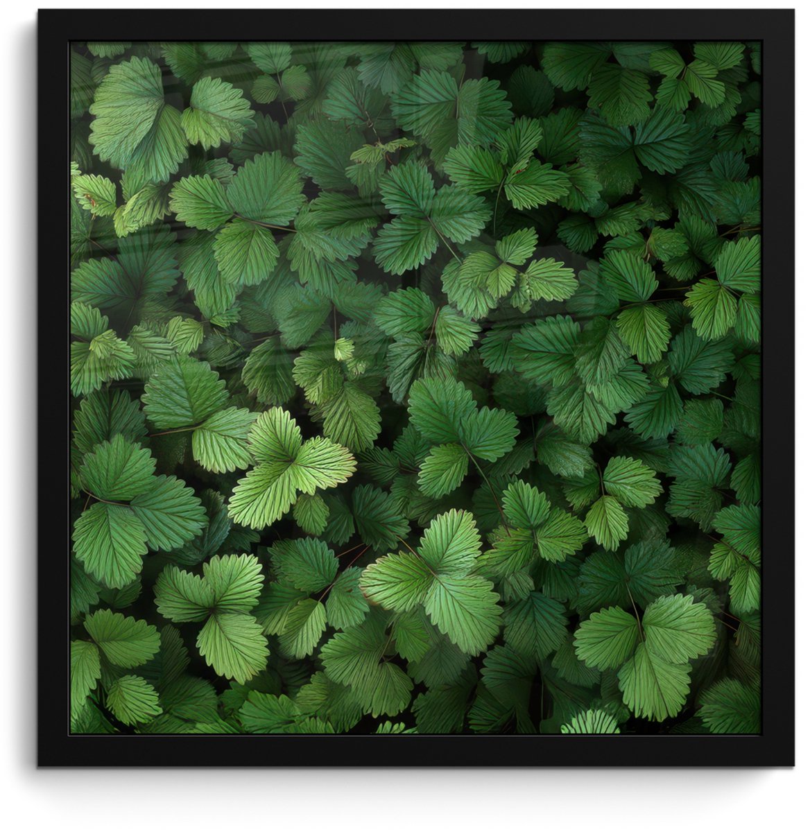 FrameYourWall Poster in lijst - Fotolijst 40x40 cm - Posters - Groen - Bladeren - Kartel - Zonlicht - Posterlijst zwart - Decoratie - Wanddecoratie woonkamer - Muurdecoratie slaapkamer