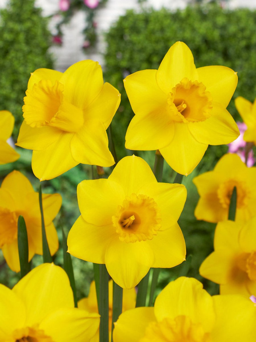25x Narcissen 'King alfred' - BULBi® Bloembollen met bloeigarantie