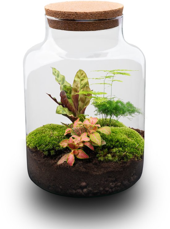 Decoratie Japandi bonsai | Geconserveerde mosboom in keramische pot | Minimalistisch huis - België